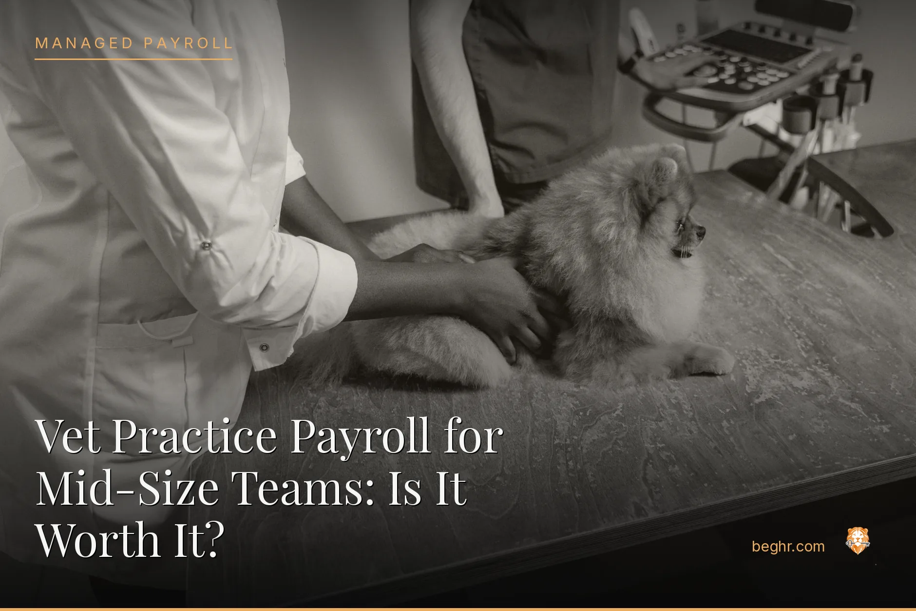 A veterinary clinic with a vet examining a dog, staff assisting