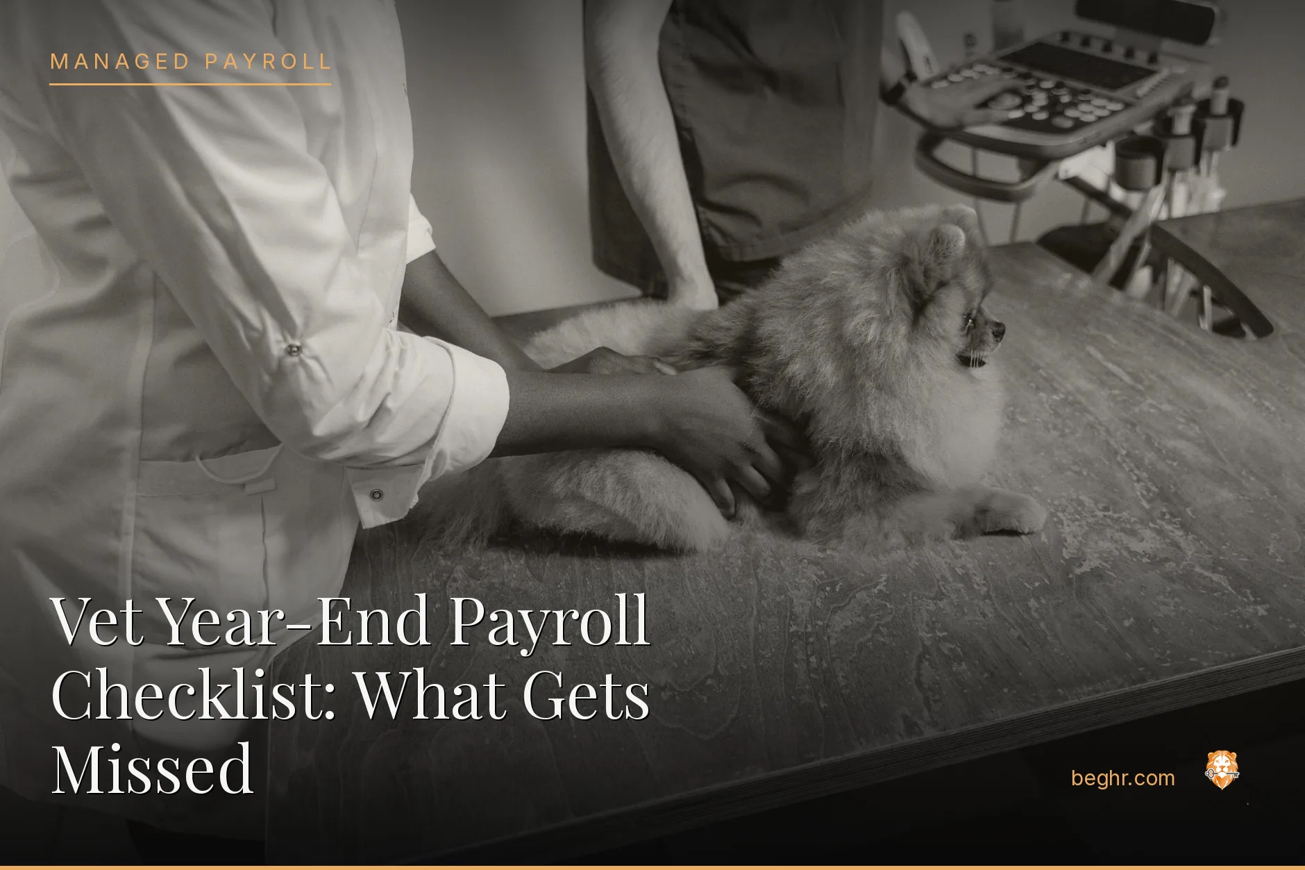 A veterinary clinic with a vet examining a dog, staff assisting